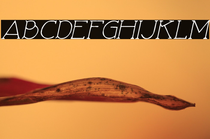 Love Nature Italic Example 2