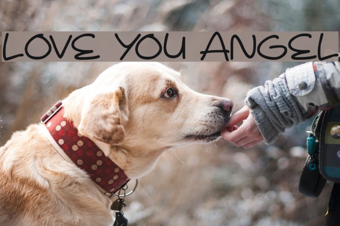 Love You Angel Font examples