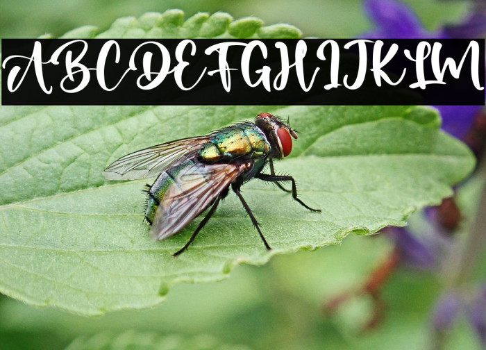 LoveAustralia Example 1