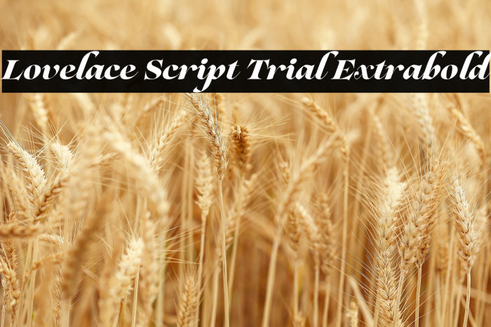Lovelace Script Trial Extrabold Example 1