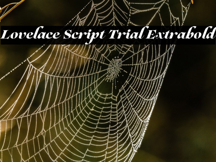 Lovelace Script Trial Extrabold Example 3