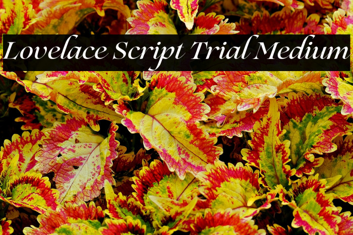 Lovelace Script Trial Medium Example 2