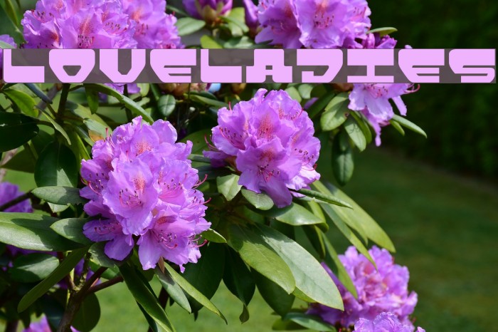 Loveladies Font examples
