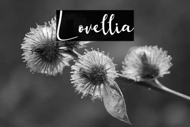 Lovellia Example 2
