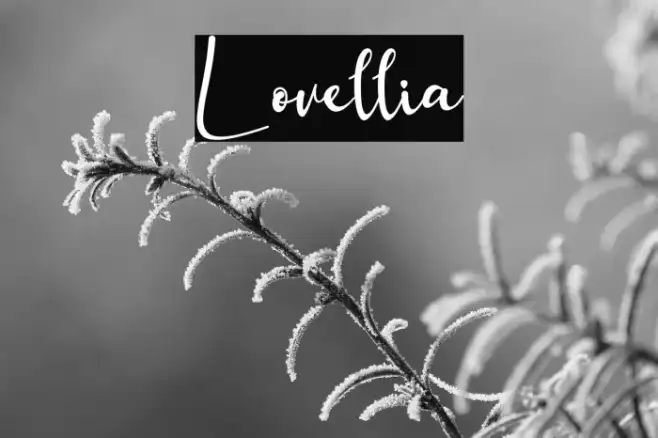 Lovellia Example 3