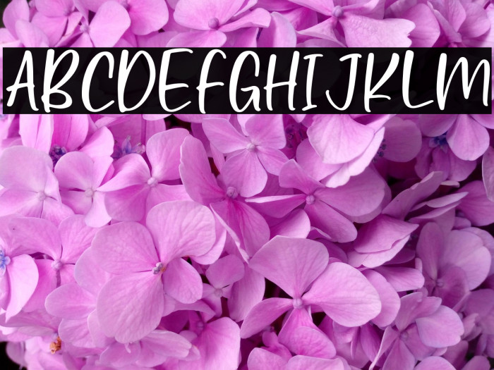 Lovely Biscuit Example 2