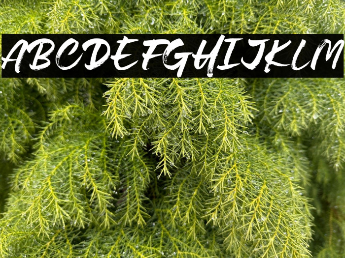 Lovely Boys Example 2