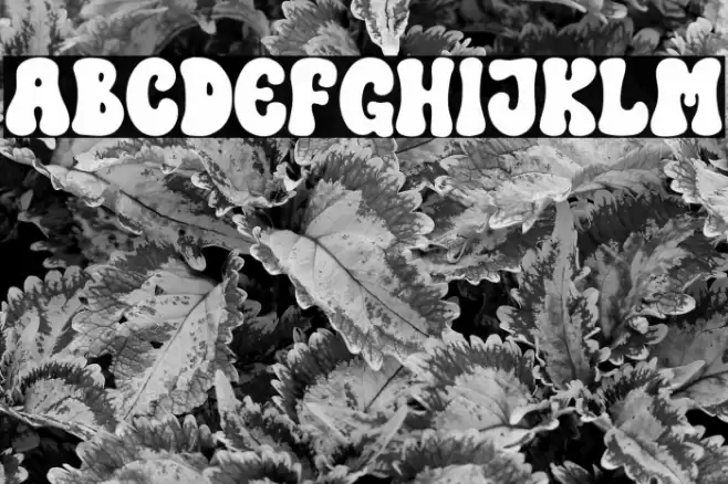 Lovely Groovy Regular Font examples