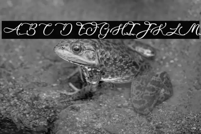 Lovely Home Font examples