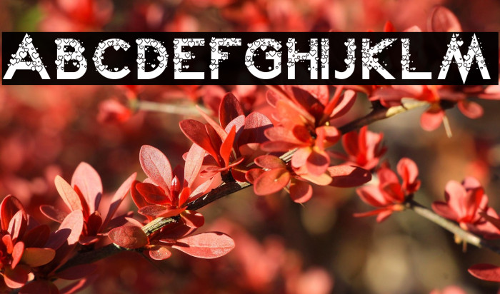 Lovely Kei Example 3