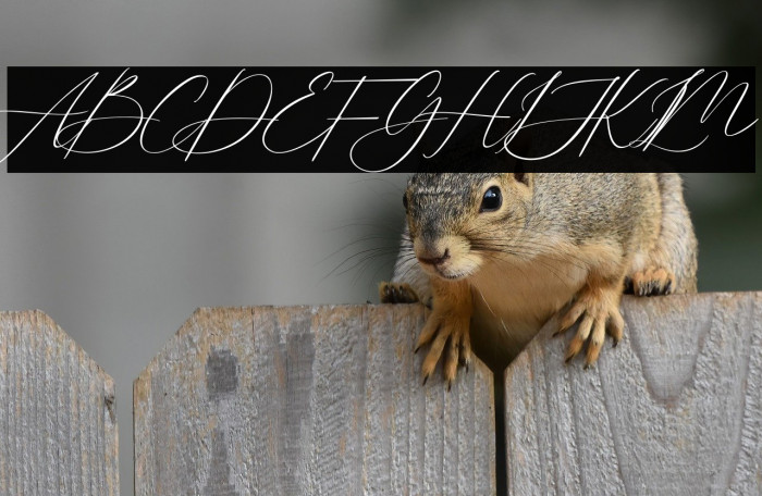 Lovely Script Example 2