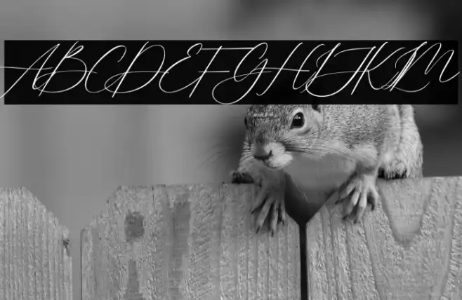 Lovely Script Example 2