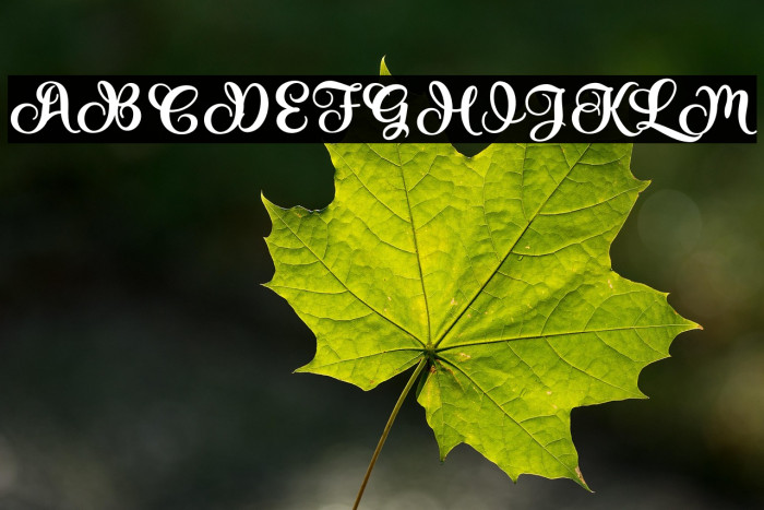 LovelyScript Example 1