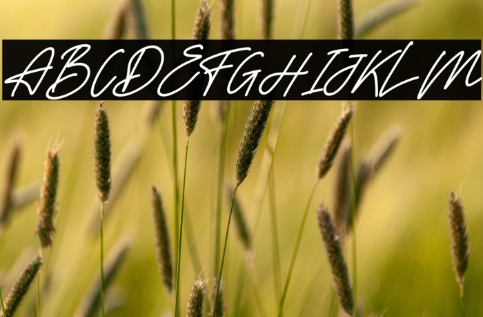 Lovelyta Italic Example 1