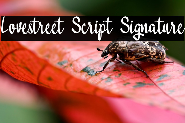 Lovestreet Script Signature Example 2