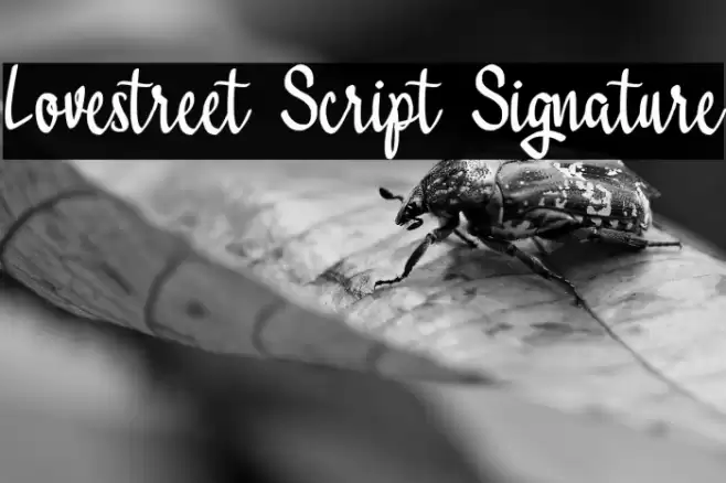 Lovestreet Script Signature Font examples