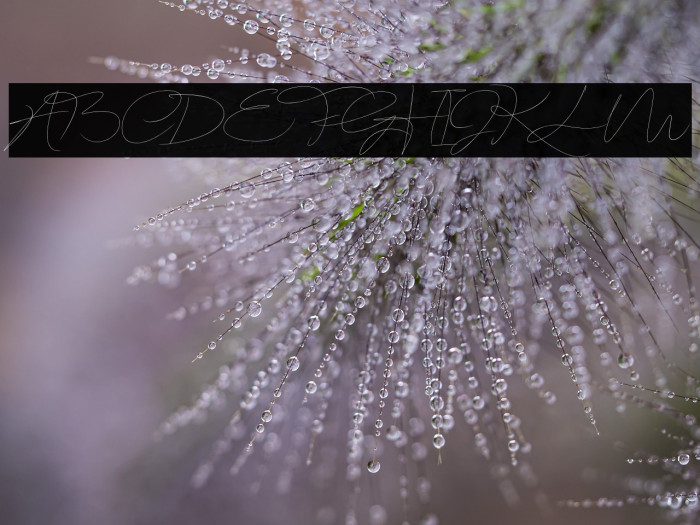 Lovtony Regular Example 2