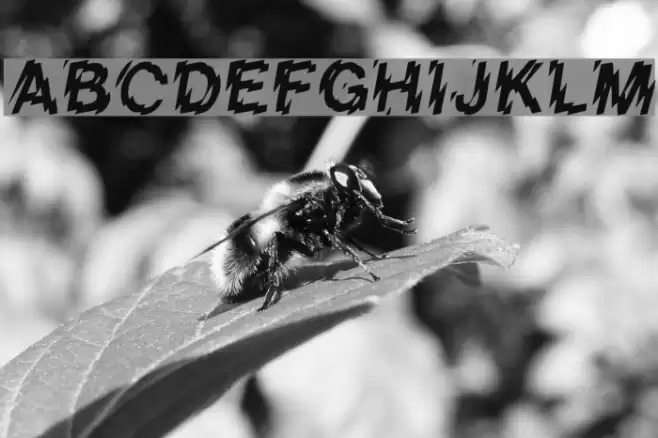 LowerWestSide Шрифта examples