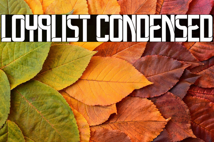 Loyalist Condensed Example 2