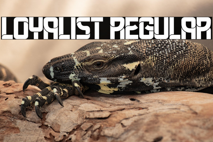 Loyalist Regular Example 2