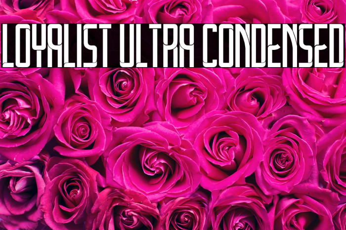 Loyalist Ultra Condensed Example 3