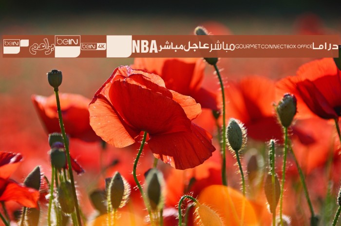 logos bein aljazeera Font examples