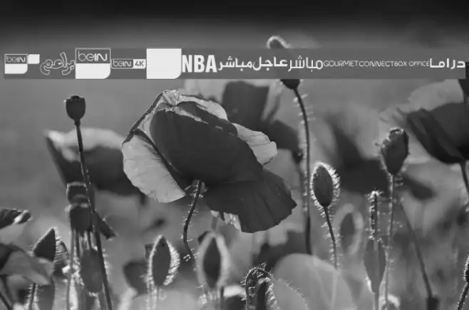 logos bein aljazeera Example 2