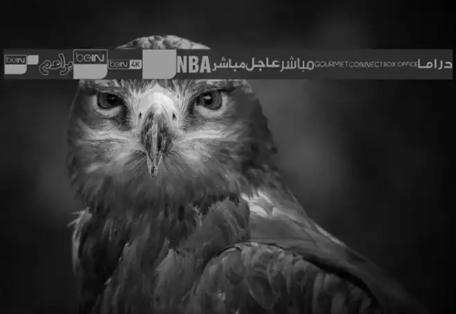logos bein aljazeera Example 3