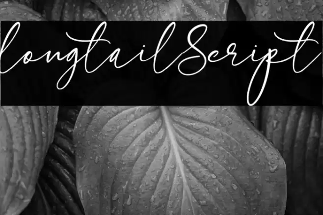 longtail Script Font examples