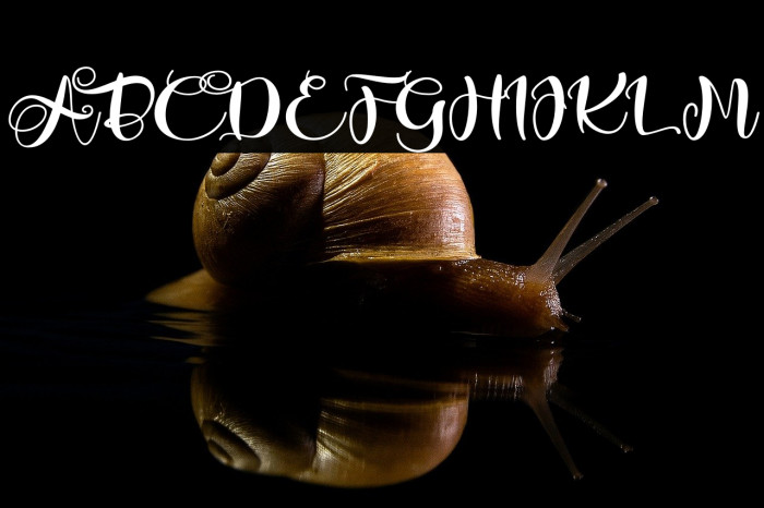 love barlley Example 3