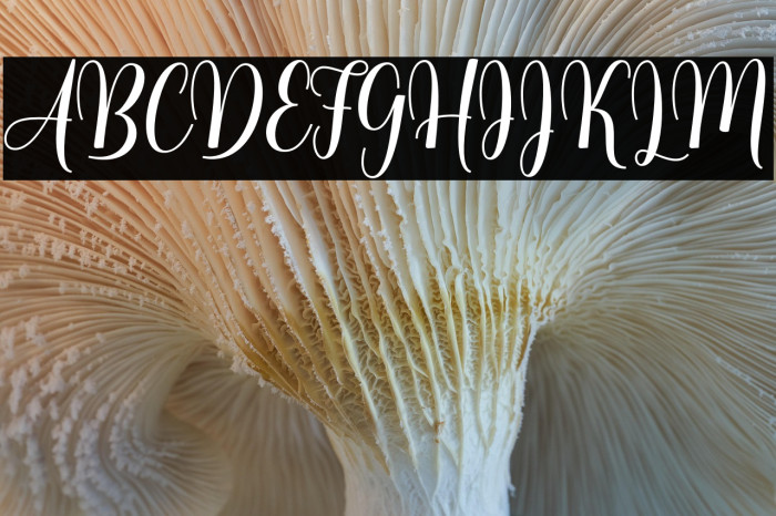 lovelyheart Example 2