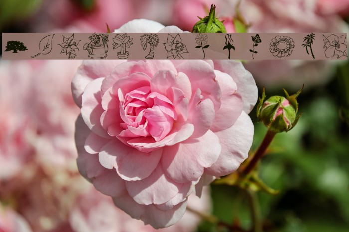 lpnature Fonte examples