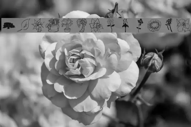 lpnature Font examples