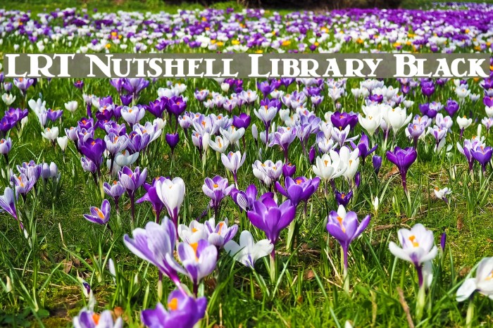 LRT Nutshell Library Black Font examples