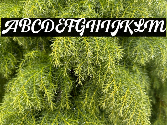 LSHarseyRegularDemo Example 1