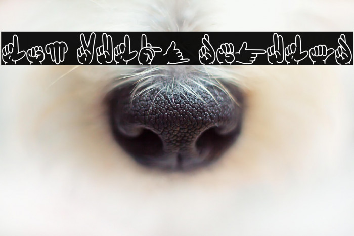 Lsm Vulpy Regular Example 1