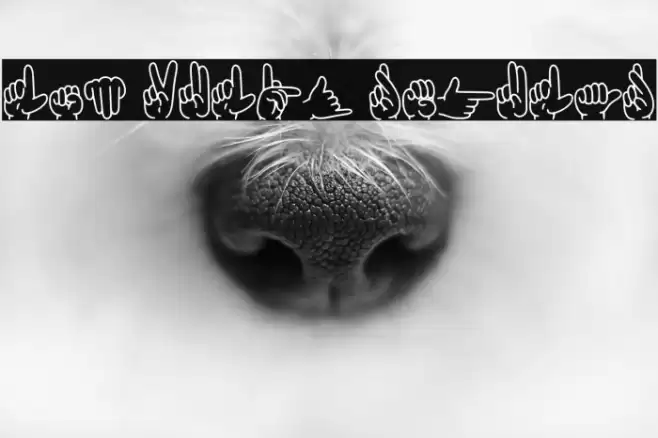 Lsm Vulpy Regular Font examples