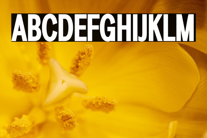 LT Amber Compressed Bold Example 3