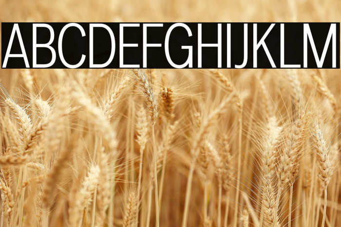 LT Amber Condensed Light Example 2