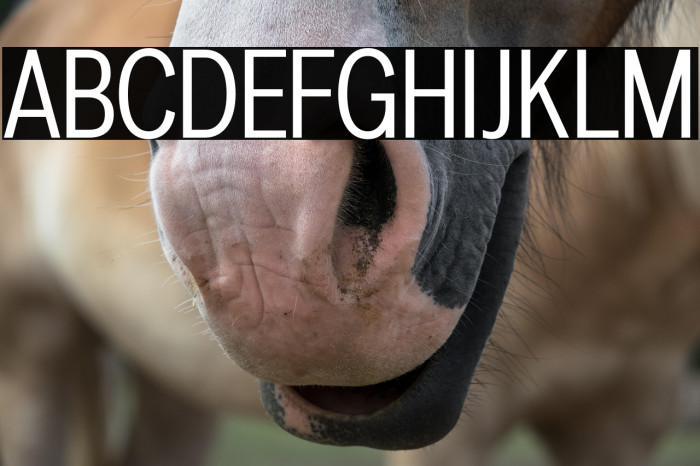 LT Amber Condensed Example 1