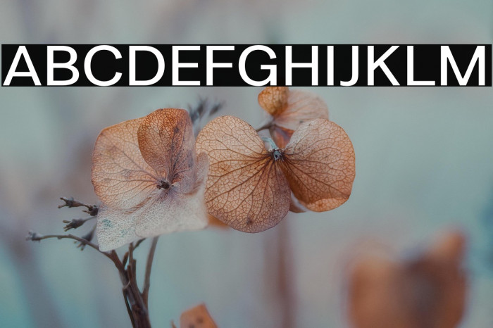 LT Amber Extended Medium Example 2