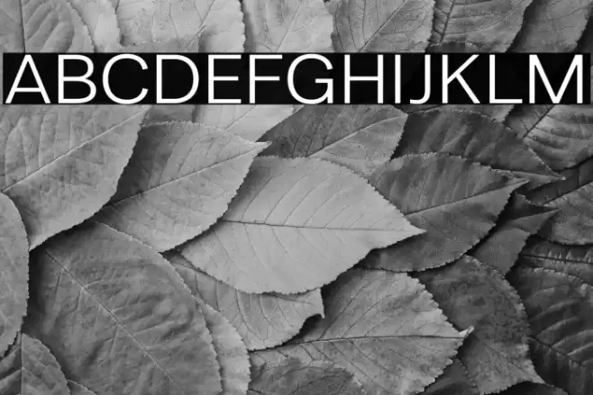 LT Amber Extended Font examples