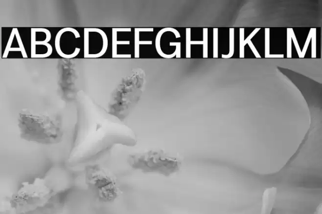 LT Amber Medium Font examples