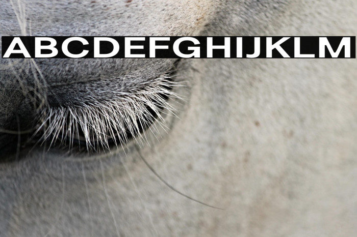 LT Amber Wide Extra-expanded Bold Example 3