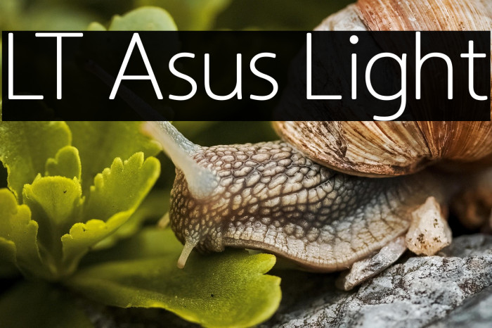 LT Asus Light Example 1