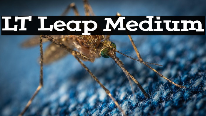 LT Leap Medium Example 3