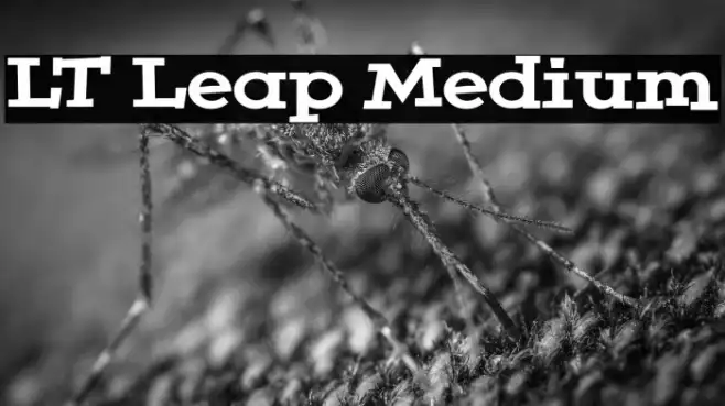LT Leap Medium Example 3