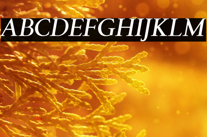 LT Remark Bold Italic Example 1