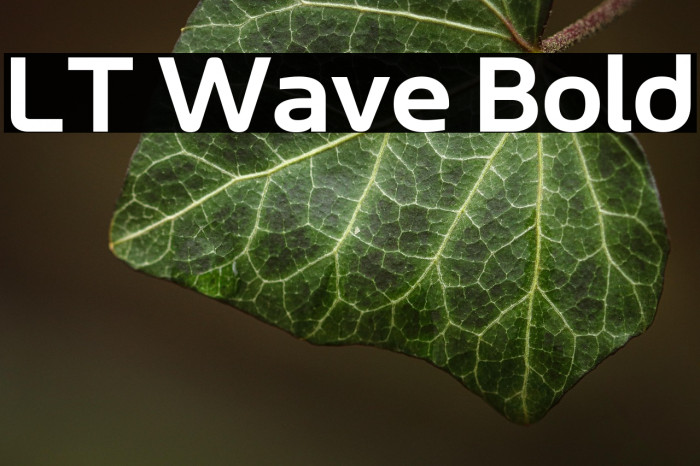 LT Wave Bold Example 1