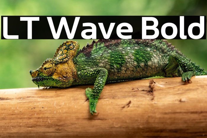 LT Wave Bold Example 2